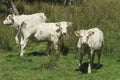 White calves grazing Royalty Free Stock Photo