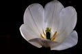 White calyx tulip