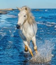 White Camargue horse galloping on blue water Royalty Free Stock Photo