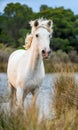 White Camargue Horse galloping through water and cane. Royalty Free Stock Photo