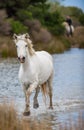 White Camargue Horse galloping through water and cane. Royalty Free Stock Photo