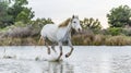 White Camargue Horse galloping through water. Royalty Free Stock Photo