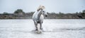 White Camargue Horse galloping on the water. Parc Regional de Camargue - Provence, France Royalty Free Stock Photo