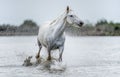 White Camargue Horse galloping on the water. Royalty Free Stock Photo