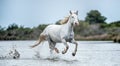 White Camargue Horse galloping on the water. Royalty Free Stock Photo