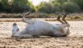 White Camargue horse lying on his back on the ground. Parc Regional de Camargue. France. Provence. Royalty Free Stock Photo