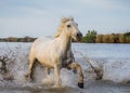 White Camargue Horse is runing in the swamps nature reserve. Parc Regional de Camargue. France. Provence. Royalty Free Stock Photo
