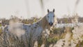 White Camargue horse in the south of France. Royalty Free Stock Photo