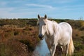 White Camargue horse in the south of France. Royalty Free Stock Photo