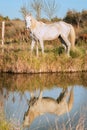 White Camargue horse in the south of France. Royalty Free Stock Photo