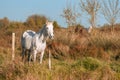 White Camargue horse in the south of France. Royalty Free Stock Photo