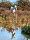 White Camargue horse in the south of France. Royalty Free Stock Photo