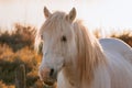 White Camargue horse in the south of France. Royalty Free Stock Photo