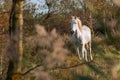 White Camargue horse in the south of France. Royalty Free Stock Photo