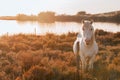 White Camargue horse in the south of France. Royalty Free Stock Photo