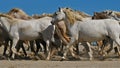 White camargue horses on the beach. Camargue,France.
