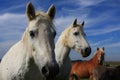 White Camargue Horses