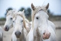 White Camargue Horses. Close up Group Portrait . Royalty Free Stock Photo