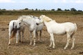 White Camargue horses family, France Royalty Free Stock Photo