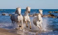 White Camargue Horses galloping along the sea beach. Parc Regional de Camargue. France. Provence. Royalty Free Stock Photo