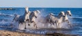 White Camargue Horses galloping along the sea beach. Parc Regional de Camargue. France. Provence. Royalty Free Stock Photo