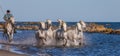 White Camargue Horses galloping along the sea beach.