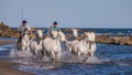 White Camargue Horses galloping along the sea beach.