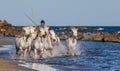 White Camargue Horses galloping along the sea beach.