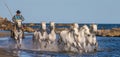 White Camargue Horses galloping along the sea beach.