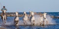 White Camargue Horses galloping along the sea beach.