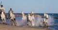 White Camargue Horses galloping along the sea beach.