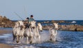 White Camargue Horses galloping along the sea beach.