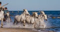 White Camargue Horses galloping along the sea beach.