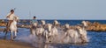 White Camargue Horses galloping along the sea beach.