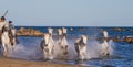 White Camargue Horses galloping along the sea beach.