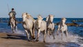 White Camargue Horses galloping along the sea beach.