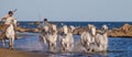 White Camargue Horses galloping along the sea beach.