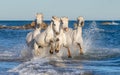 White Camargue horses galloping through blue water Royalty Free Stock Photo