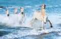 White Camargue horses galloping through blue water Royalty Free Stock Photo