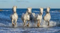 White Camargue horses galloping through blue water Royalty Free Stock Photo