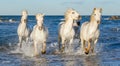 White Camargue horses galloping through blue water Royalty Free Stock Photo