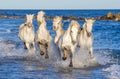 White Camargue horses galloping through blue water Royalty Free Stock Photo