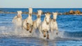 White Camargue horses galloping through blue water Royalty Free Stock Photo