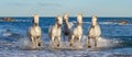 White Camargue horses galloping through blue water Royalty Free Stock Photo