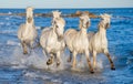 White Camargue horses galloping through blue water Royalty Free Stock Photo