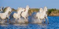 White Camargue horses galloping through blue water Royalty Free Stock Photo