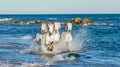 White Camargue horses galloping through blue water Royalty Free Stock Photo