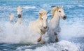 White Camargue horses galloping through blue water