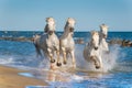 White Camargue Horses galloping Royalty Free Stock Photo