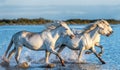 White Camargue Horses galloping on the water Royalty Free Stock Photo